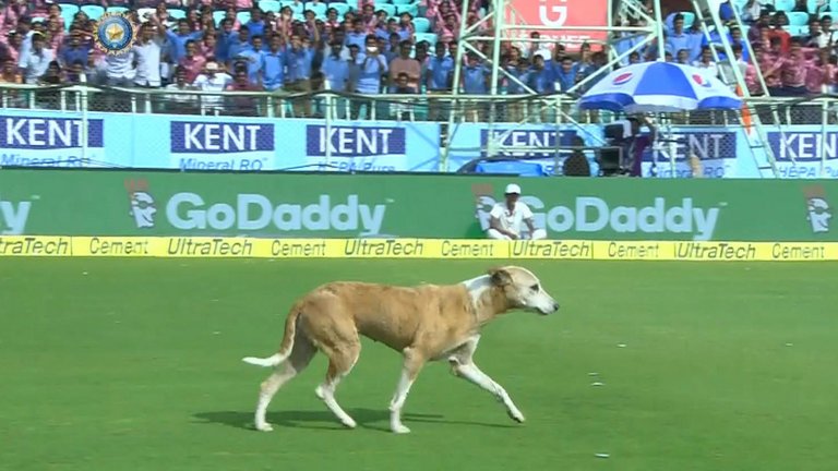 विडियो : मैच के दौरान मैदान में घुस आई एक गाय और फिर अम्पायर के साथ किया कुछ ऐसा सब रह गये हैरान 3