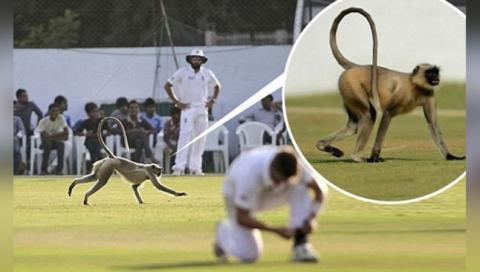 PHOTOS: क्रिकेट मैदान के कुछ ऐसे लम्हे जिसे देखकर नहीं रुकेगी आपकी हँसी 4