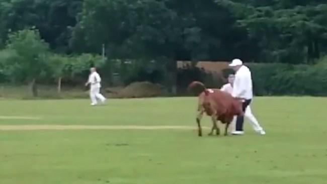 विडियो : मैच के दौरान मैदान में घुस आई एक गाय और फिर अम्पायर के साथ किया कुछ ऐसा सब रह गये हैरान 1