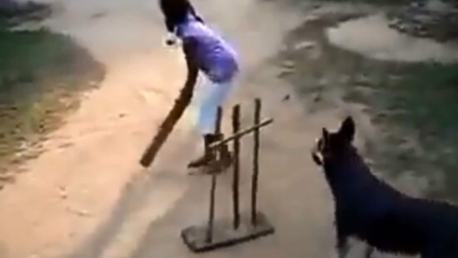 क्या हुआ जब एक डॉग ही बना क्रिकेट मैच में विकेटकीपर और फील्डर? सचिन तेंदुलकर ने शेयर किया मजेदार वीडियो 2