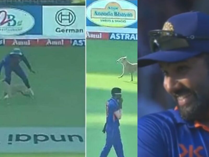 dog-reached-ground-in-ind-vs-aus-3rd-odi-rohit-sharma-video