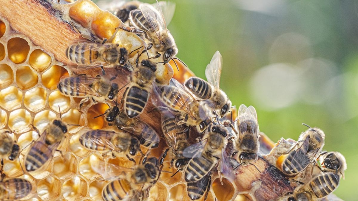 मैदान पर अचानक मचा हड़कंप, मधुमक्खियों के धावे से 15-20 खिलाड़ी घायल, सभी पहुंचे अस्पताल 2 Bee attacked on the field